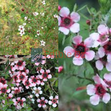 MANUKA MYRTLE / BROOM TEA TREE (Leptospermum scoparium) Seeds