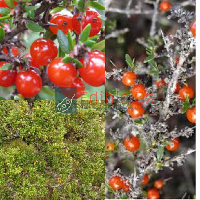 MOUNTAIN CURRANT / SHINING COPROSMA (Coprosma nitida) Seeds