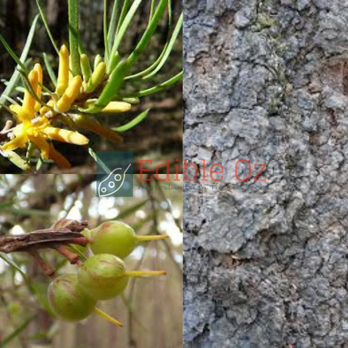 NARROW-LEAVED GEEBUNG (Persoonia linearis) Seeds