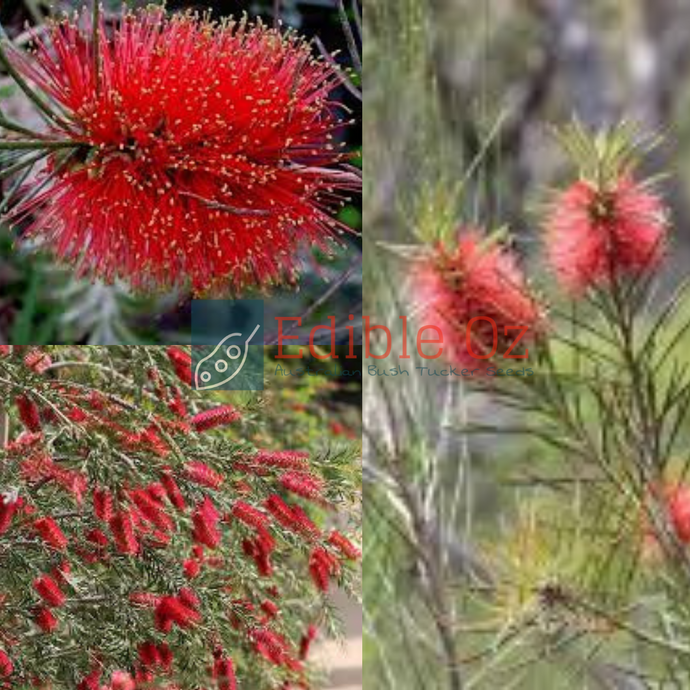 NARROW-LEAVED BOTTLEBRUSH (Callistemon Linearis) Seeds