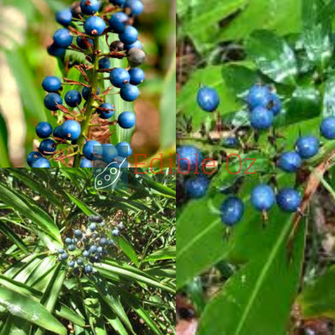 'JUN JUN' NATIVE GINGER (Alpinia Caerulea) Seeds