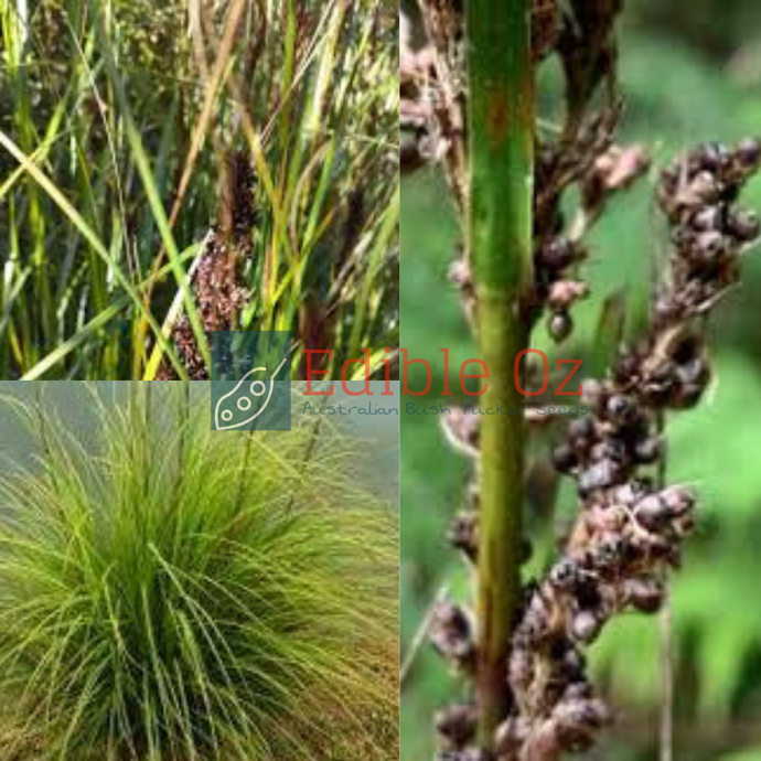 'GAHNIA GRANDIS' BLACK FRUIT SAW-SEDGE (Gahnia melanocarpa)Seeds