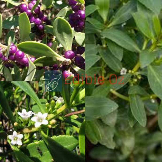 'BOOBIALLA' NATIVE JUNIPER / BLUEBERRY TREE (Myoporum insulare) Seeds