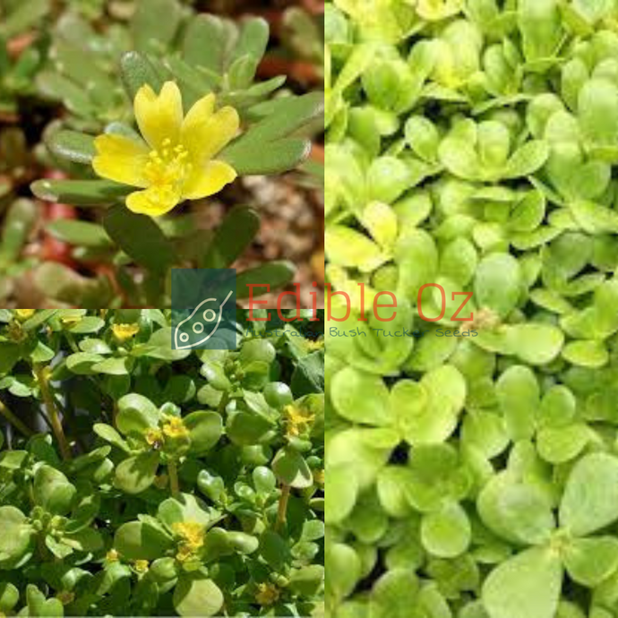 'MUNYAROO' PIGWEED/PURSLANE GOLDEN (Portulaca oleracea var. sativa) Seeds