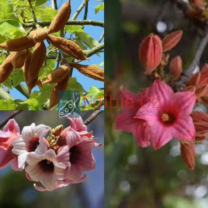 LACEBARK TREE / PINK KURRAJONG (Brachychiton Discolor) Seeds