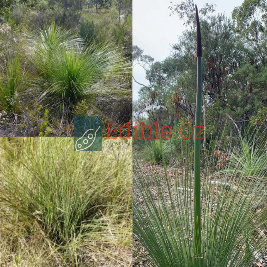 Wallum Grass Tree Xanthorrhoea fulva (Swamp grass tree) seeds Edible Oz