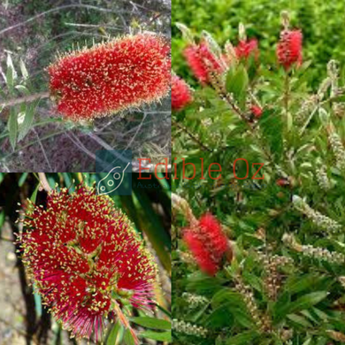 SCARLET BOTTLEBRUSH (Callistemon Rugulosus) Seeds