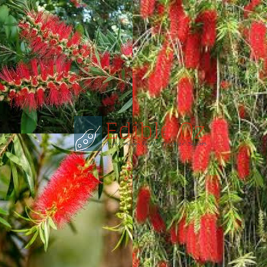 RED WEEPING BOTTLEBRUSH (Callistemon Viminalis) Seeds