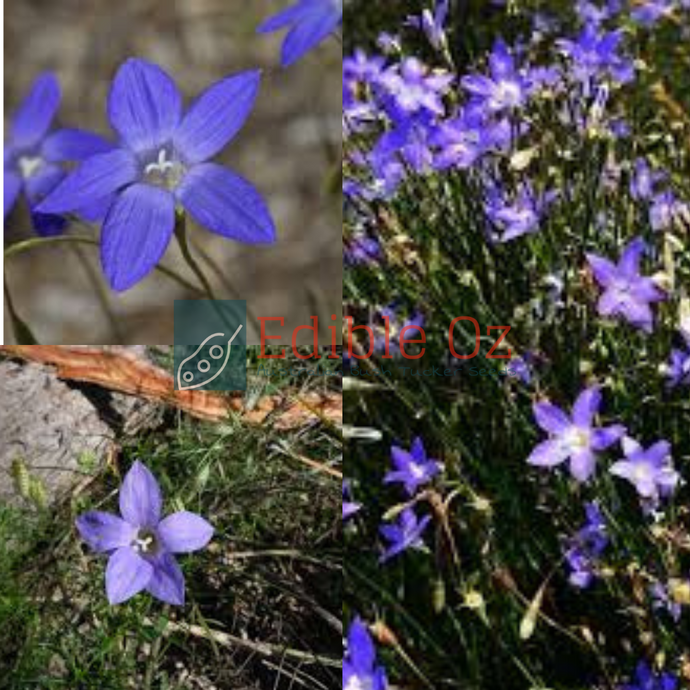 TALL AUSTRAL BLUEBELL (Wahlenbergia stricta) Seeds