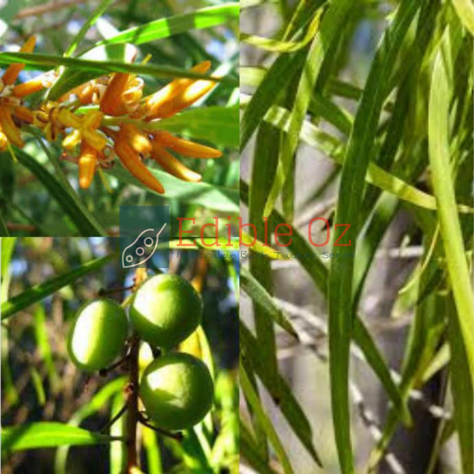 'GEEBUNG' UPRIGHT SNOTTYGOBBLE (Persoonia longifolia) Seeds