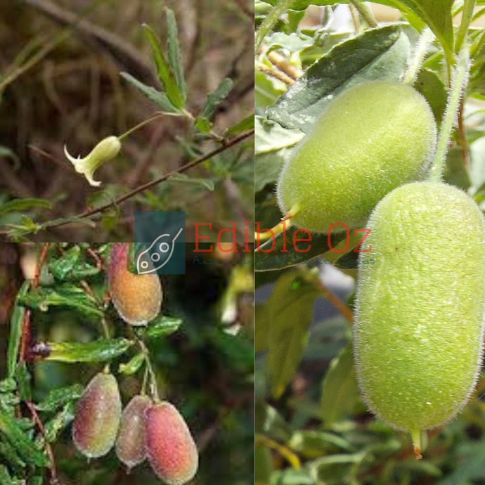 'GARAWANG' APPLE BERRY 'APPLE DUMPLINGS' (Billardiera scandens) Seeds