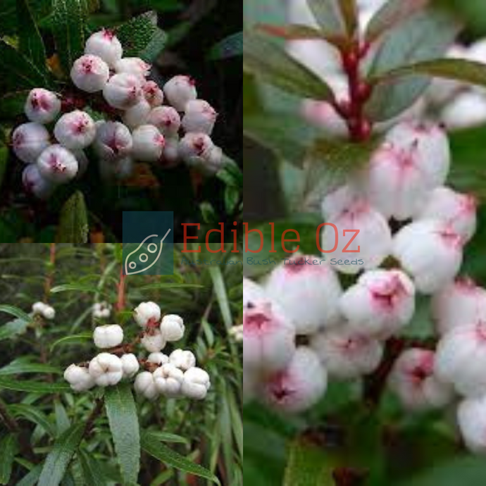 TASMANIAN COPPERLEAF SNOW BERRY (Gaultheria hispida) Seeds