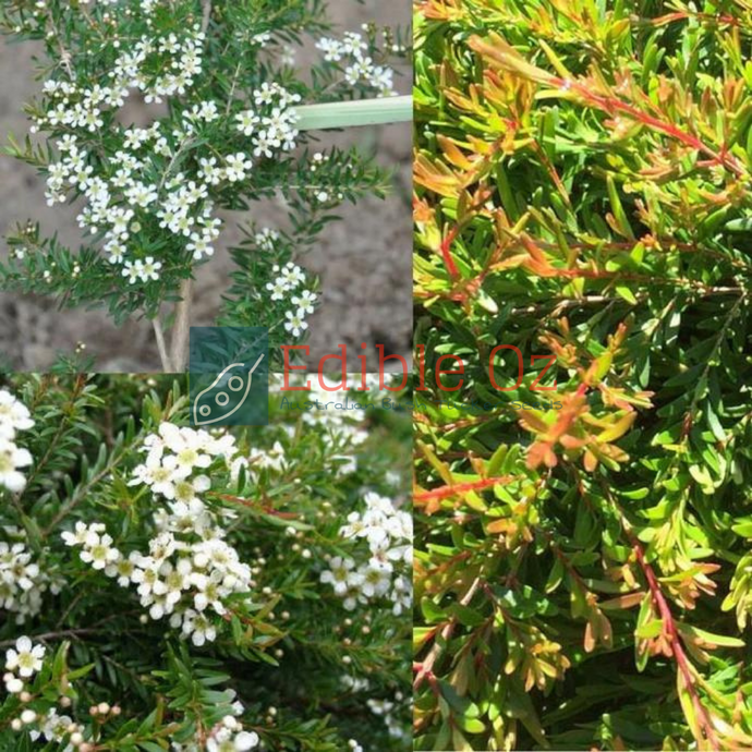 TWIGGY HEATH MYRTLE (Baeckea virgata / Sannantha virgata) Seeds