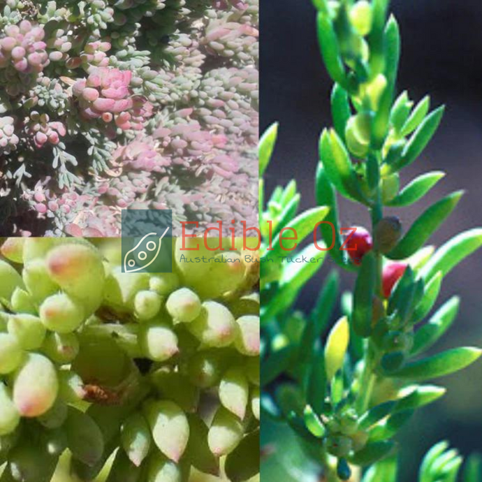 WALLABY SALTBUSH / COAST BONEFRUIT (Threlkeldia diffusa) Seeds