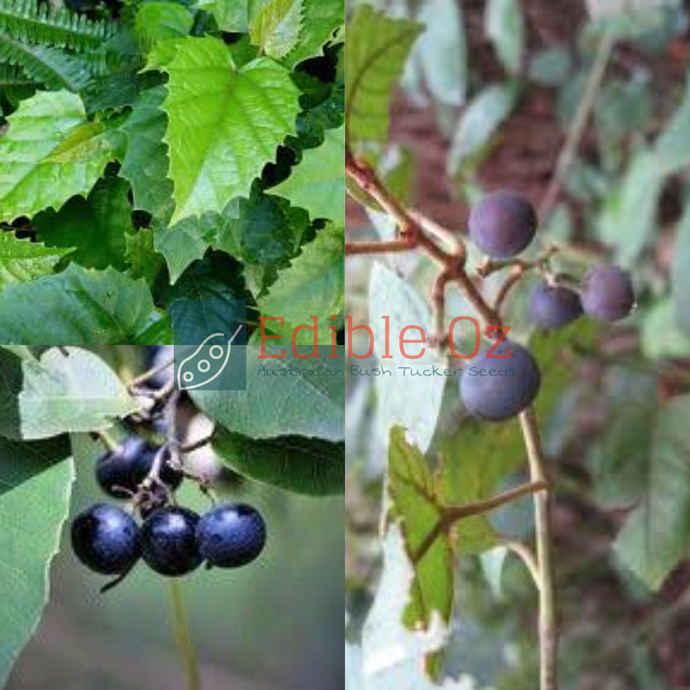 NATIVE GRAPE/ KANGAROO VINE / WATER VINE (Cissus antartica) Seeds