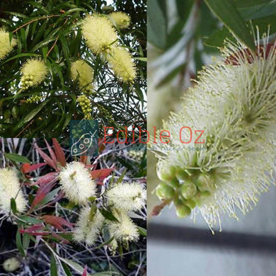 WHITE WILLOW BOTTLEBRUSH (Callistemon salignus) Seeds