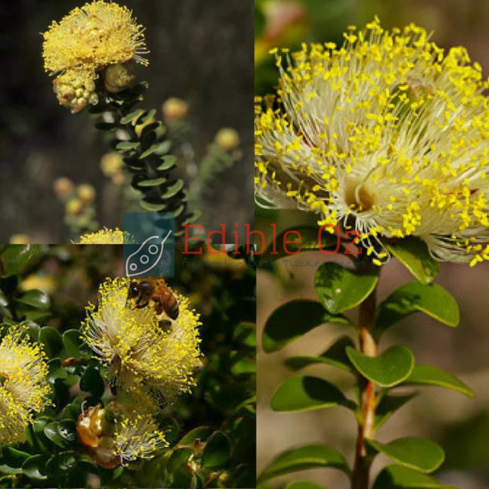 LARGE FLOWERED / YELLOW POM POM MELALEUCA (Melaleuca megacephala) Seeds