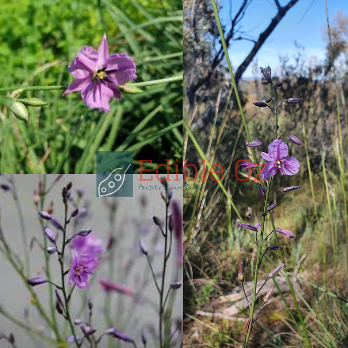 'GITJAWIL MATOM' CHOCOLATE LILY (Arthropodium strictum) Seeds