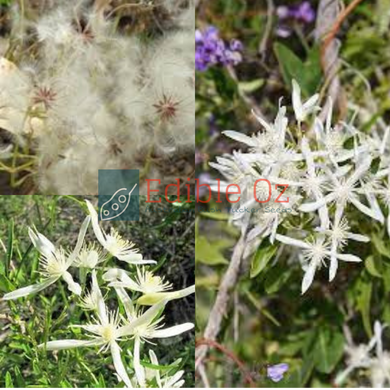 'TAARUK' FINE LEAVED CLEMATIS / HEADACHE VINE (Clematis linearifolia) Seeds