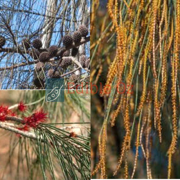 'WORGNAL' DROOPING SHE-OAK (Allocasuarina verticillata) Seeds