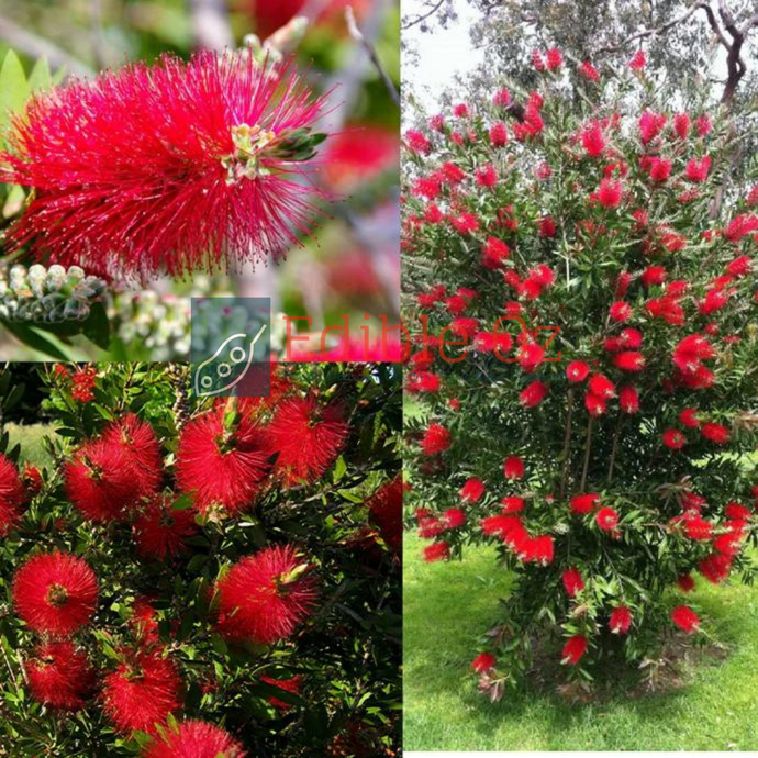 CRIMSON BOTTLEBRUSH (Callistemon Citrinus) Seeds