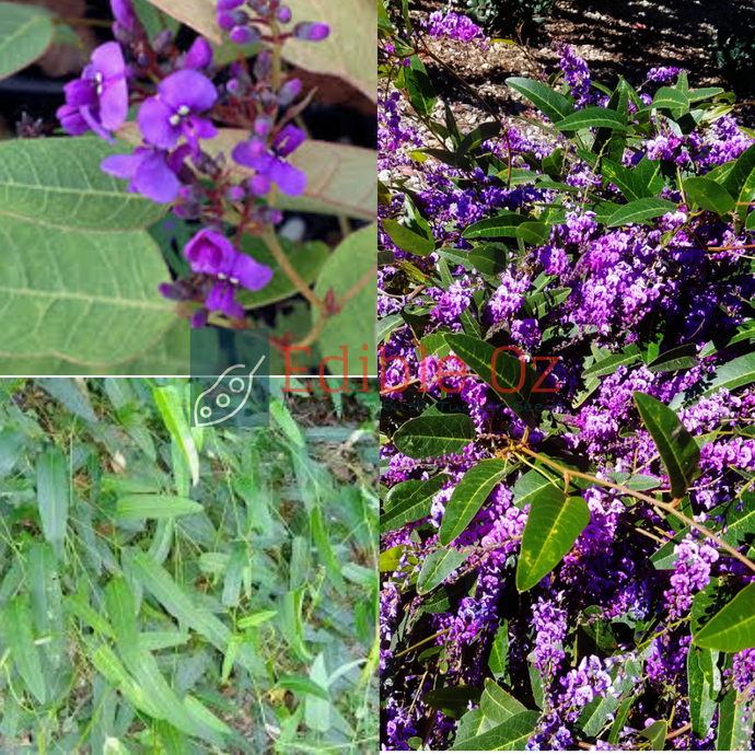 'WARBURRA' PURPLE CORAL PEA / HAPPY WANDERER (Hardenbergia violacea) Seeds