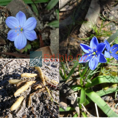 'MUDRUT' BLUE STARS LILY/BLUE SQUILL (Chamaescilla corymbosa) Seeds