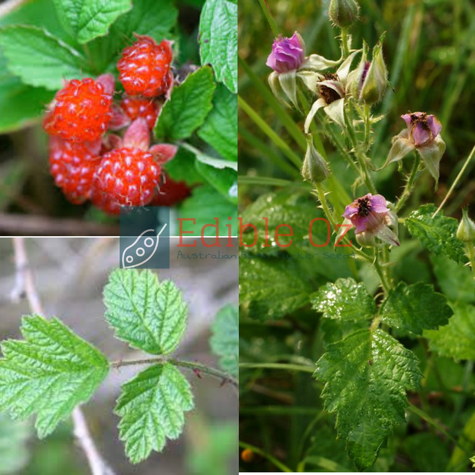 NATIVE RASPBERRY / SMALL LEAF BRAMBLE (Rubus parvifolius) Seeds