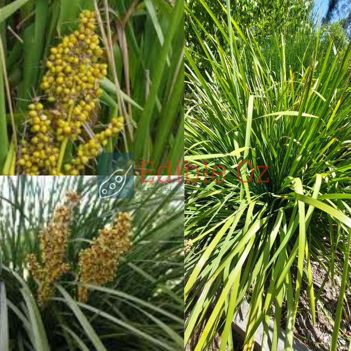 'KURAWAN' SPINY HEADED MAT RUSH (Lomandra longifolia) Seeds