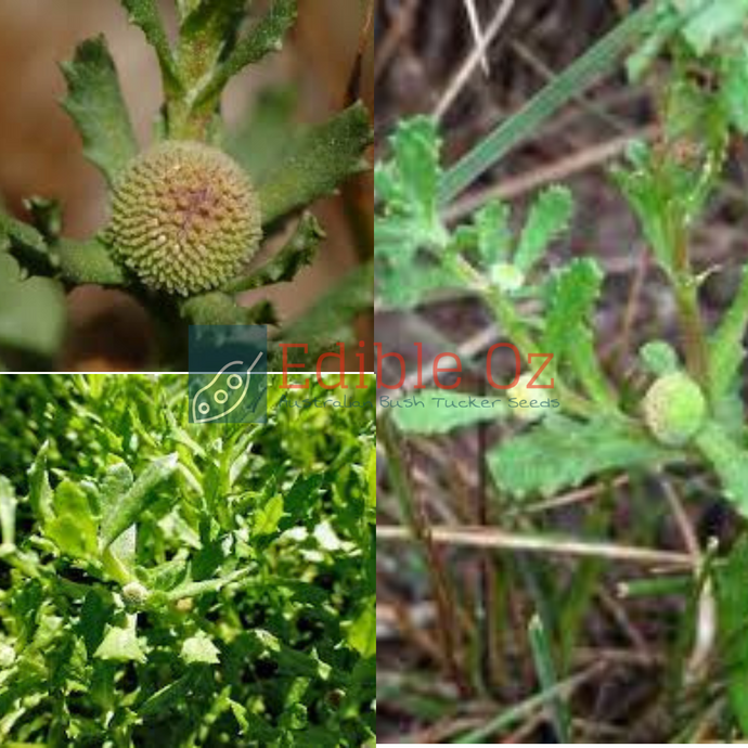 'GUKWONDERUK' OLD MAN WEED/COMMON SNEEZEWEED/SCENT WEED (Centipeda cunninghamii) Seeds