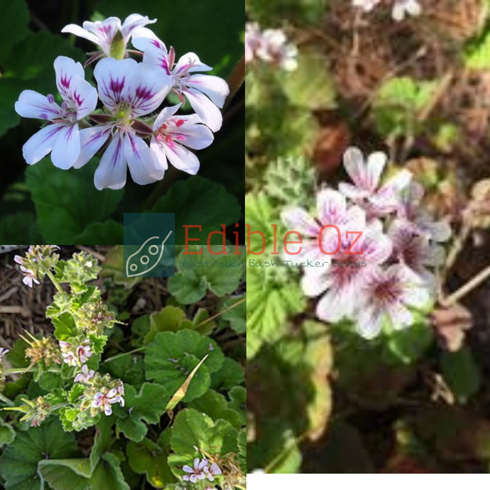 NATIVE STORKSBILL / WILD GERANIUM (Pelargonium australe) Seeds