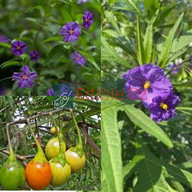 'MEAKITCH' SOUTHERN KANGAROO APPLE (Solanum laciniatum) Seeds