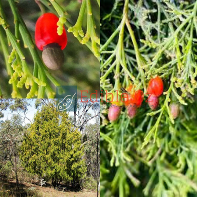 NATIVE CHERRY BALLART (Exocarpos cupressiformis) Seeds