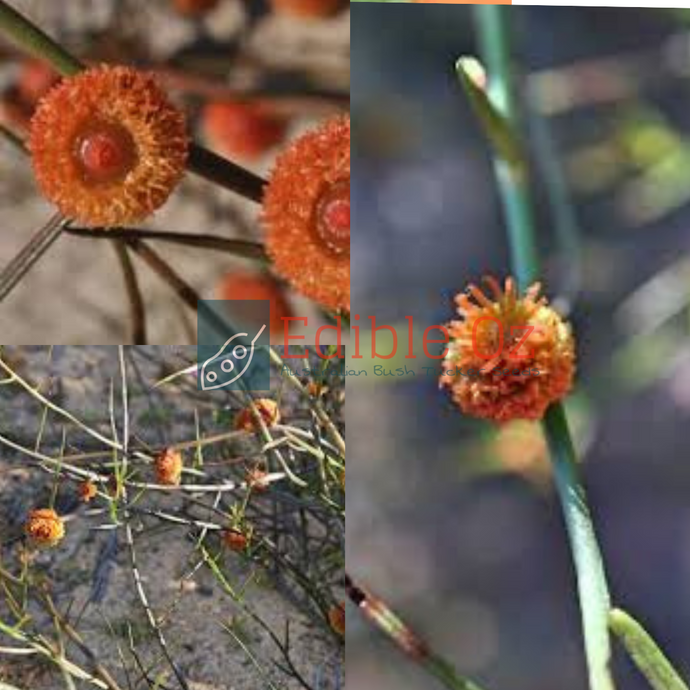 BUTTON CREEPER (Tersonia cyathiflora) Seeds