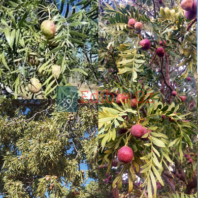 Emu Apple / Sour Plum - Owenia acidula (Gamilaroi) seeds