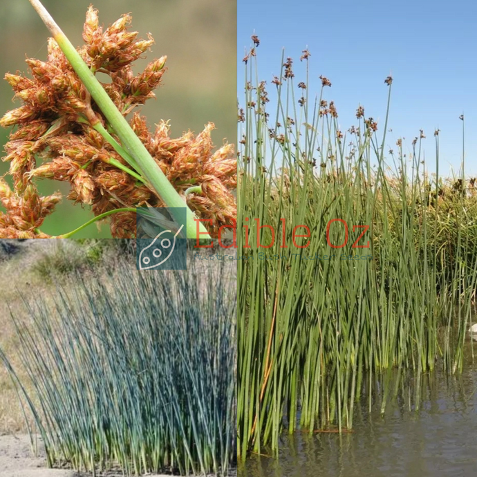 SOFT STEM BULRUSH / LAKE CLUB RUSH (Schoenoplectus validus) Seeds