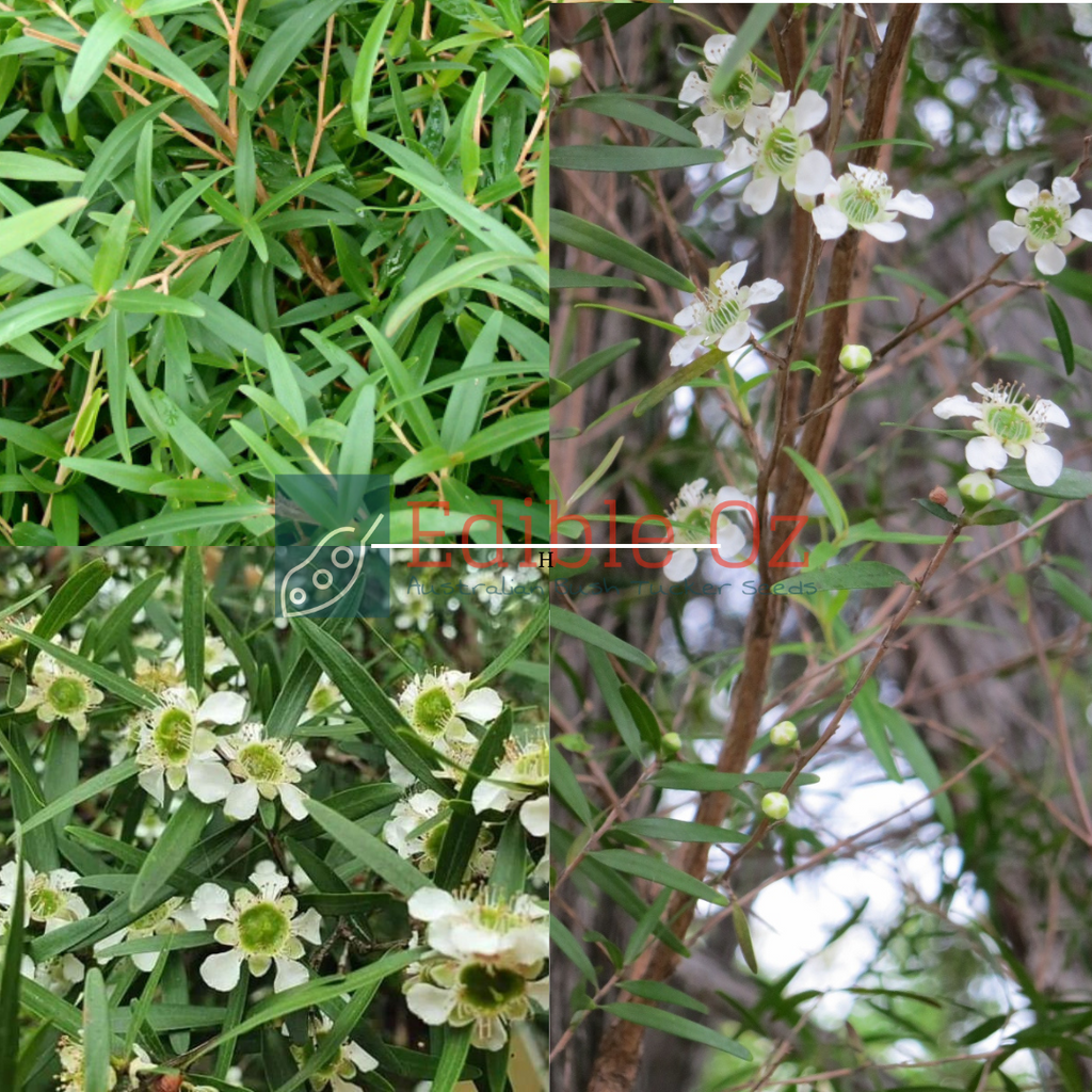 LEMON SCENTED TEA TREE (Leptospermum petersonii syn. citratum) Seeds ...