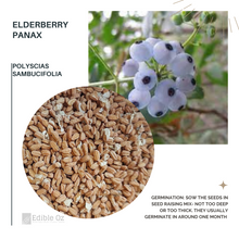 ELDERBERRY PANAX / SMALL BASSWOOD (Polyscias sambucifolia) Seeds