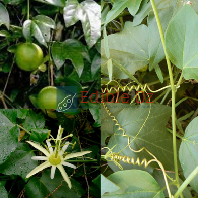 NATIVE PASSIONFRUIT (Passiflora herbertiana) Seeds