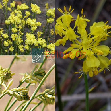 GOLDEN PENNANTS (Glischrocaryon behrii) Seeds