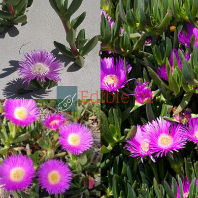 'KARKALLA / KOLBOGO' COASTAL PIGFACE (Carpobrotus virescens) Seeds