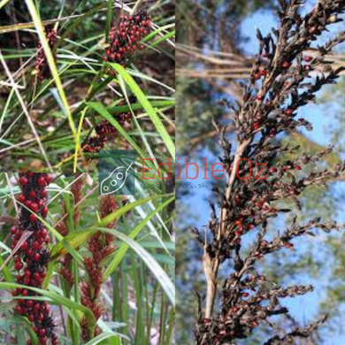 RED-FRUIT SAW SEDGE (Gahnia sieberiana) Seeds