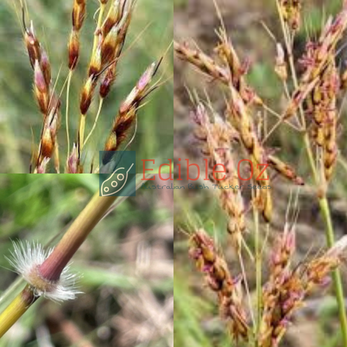 'SARGA' NATIVE WILD SORGHUM (Sorghum leiocladum)