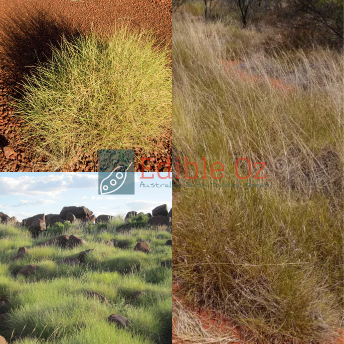 'TJINALPA' HUMMOCK GRASS / SOFT SPINIFEX (Triodia pungens) Seeds