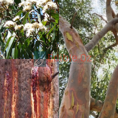 'KAJIMBOURRA' SMOOTH-BARKED APPLE GUM (Angophora costata) Seeds