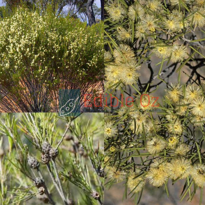 'YILBARRA' BROOM HONEYMYRTLE (Melaleuca uncinata) Seeds