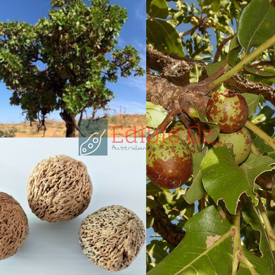 'TURTUJARTI' DESERT WALNUT / BROAD-LEAVED EMU APPLE (Owenia reticulata) Seeds