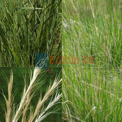 NATIVE WHEAT GRASS (Anthosachne scabra) Seeds