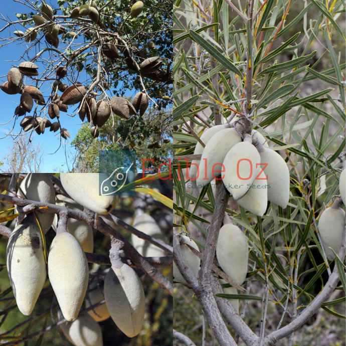 SANDPLAIN WOODY PEAR (Xylomelum angustifolium) Seeds