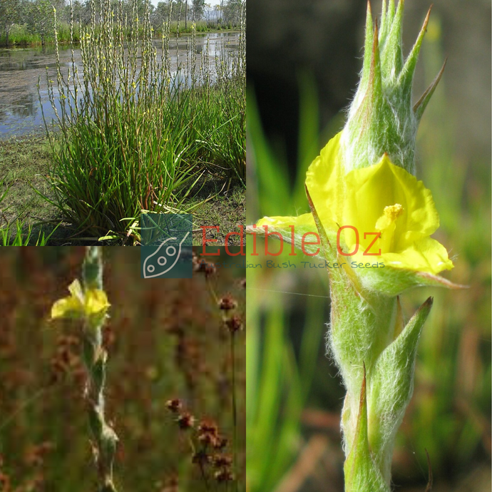 WOOLLY FROGSMOUTH / WOOLLY WATERLILLIES (philydrum lanuginosum) Seeds